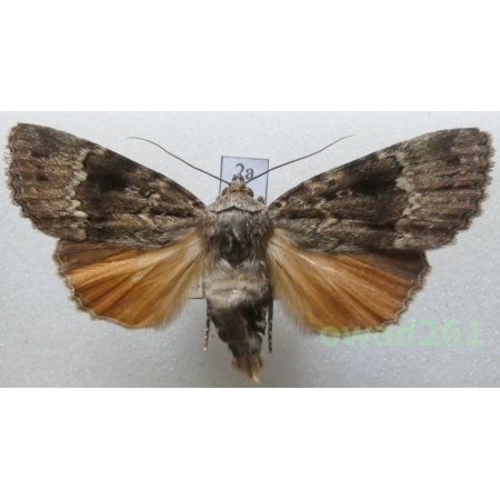 Amphipyra pyramidea (Linnaeus, 1758) Czech2a